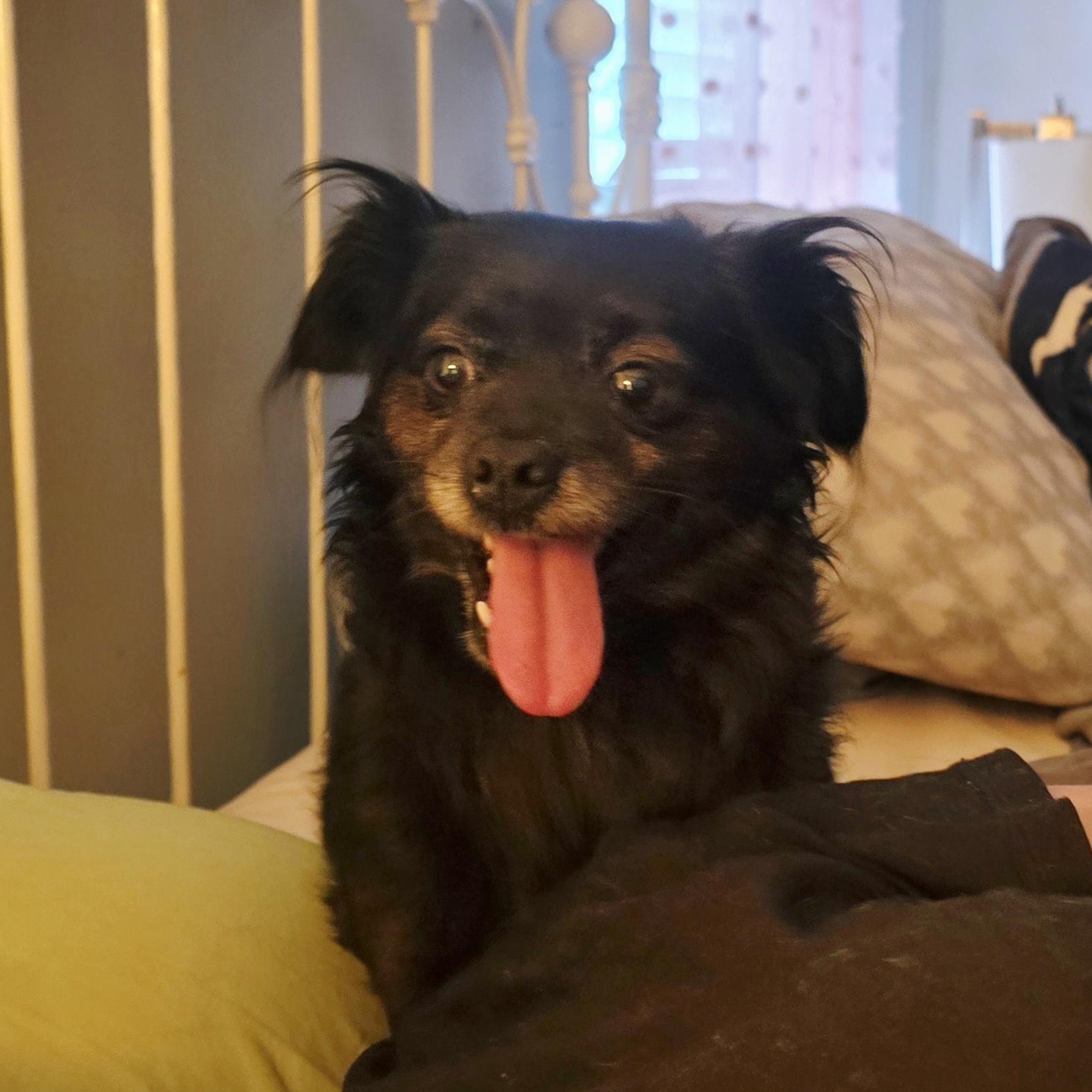 KOKO, Adoptable, Adult Male Pomeranian.