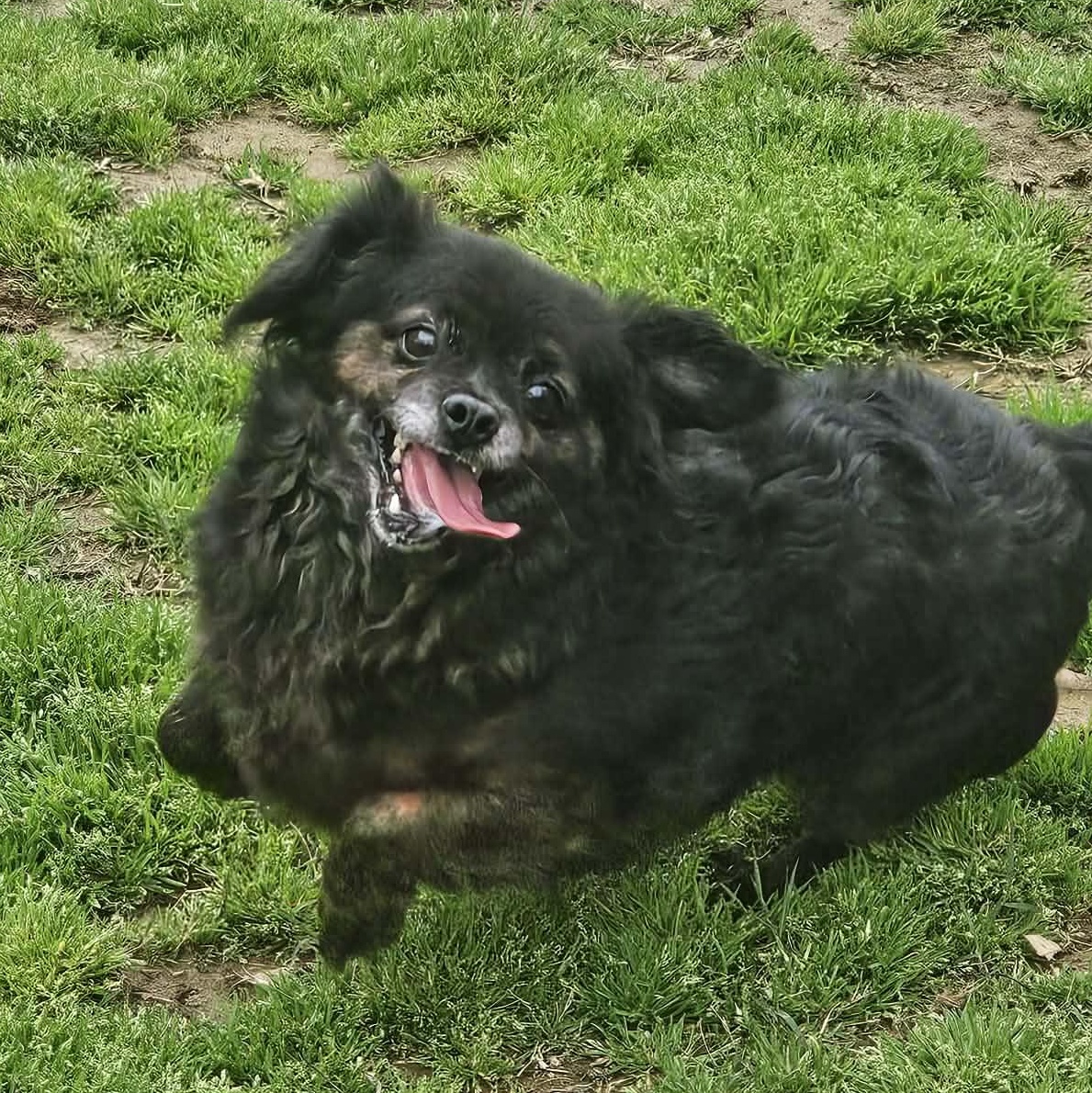 KOKO, a Adoptable Pomeranian in Athens, AL image 3/6
