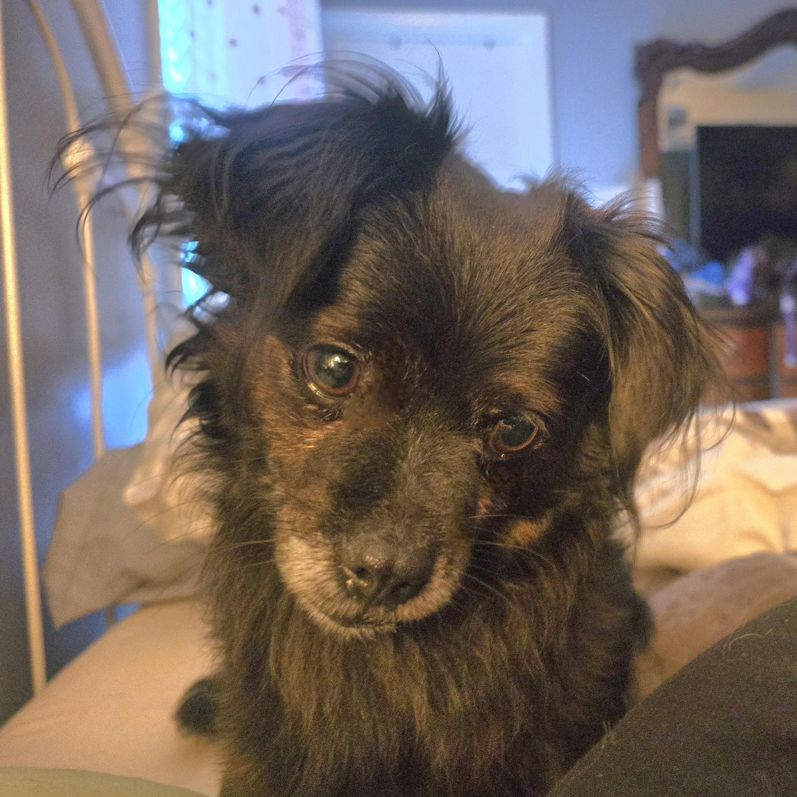 KOKO, a Adoptable Pomeranian in Athens, AL image 6/6