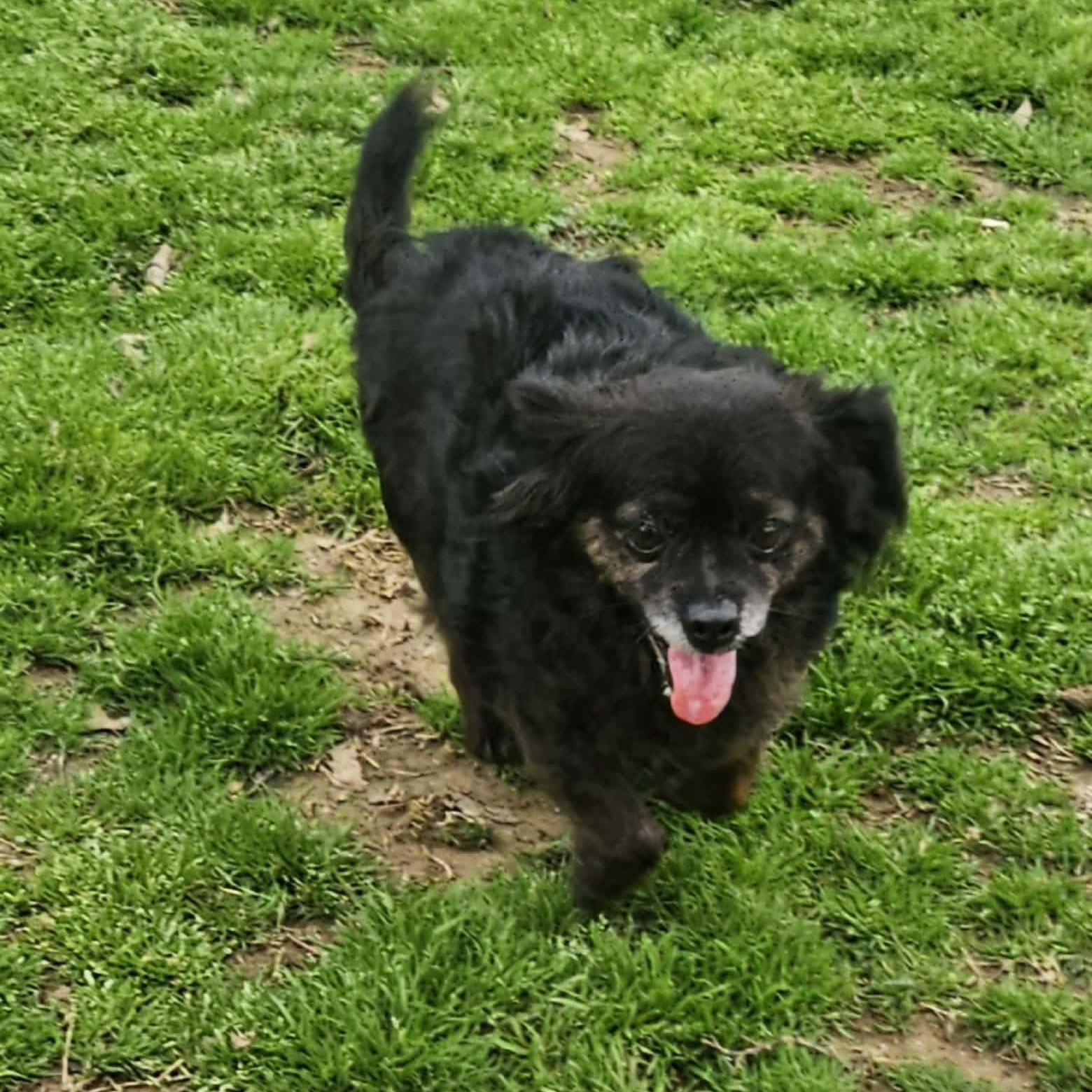 KOKO, a Adoptable Pomeranian in Athens, AL image 5/6