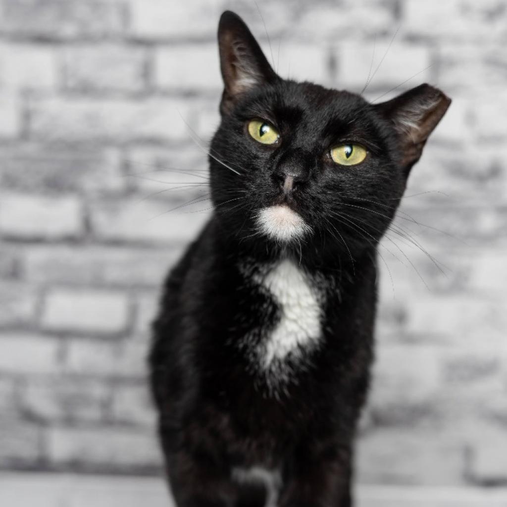 Miss Hobbs, a Adoptable Domestic Short Hair in Tuscaloosa, AL image 1/5