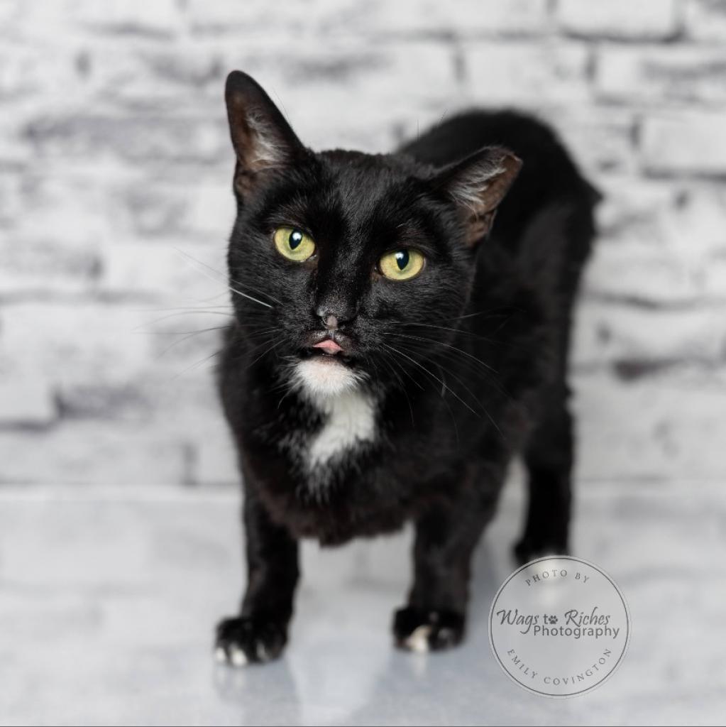 Miss Hobbs, a Adoptable Domestic Short Hair in Tuscaloosa, AL image 2/5