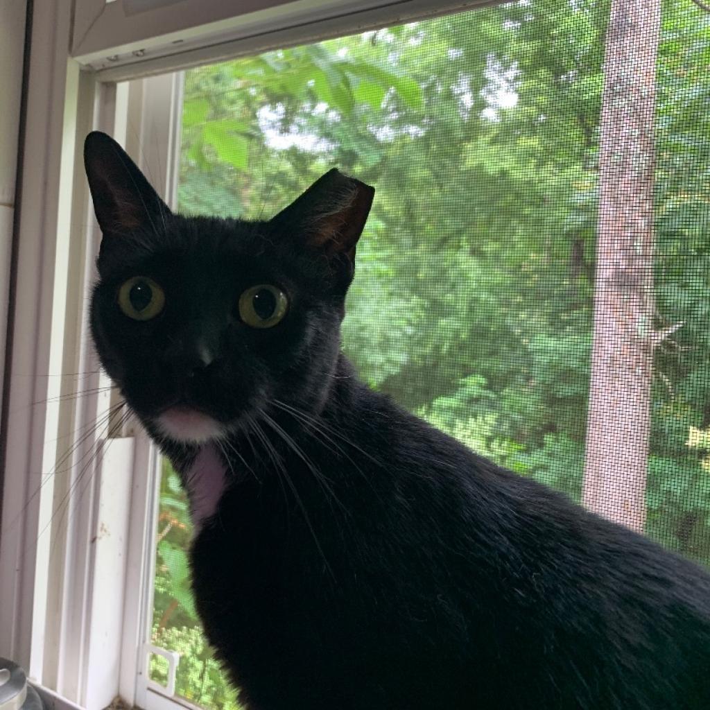 Miss Hobbs, a Adoptable Domestic Short Hair in Tuscaloosa, AL image 3/5