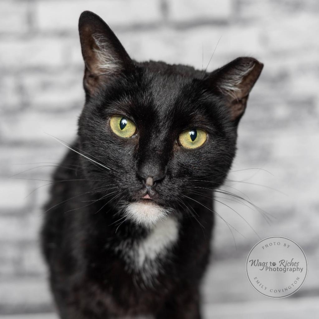 Miss Hobbs, a Adoptable Domestic Short Hair in Tuscaloosa, AL image 4/5
