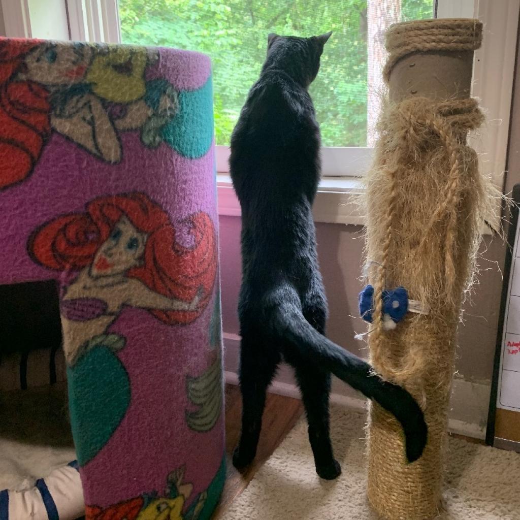 Miss Hobbs, a Adoptable Domestic Short Hair in Tuscaloosa, AL image 5/5