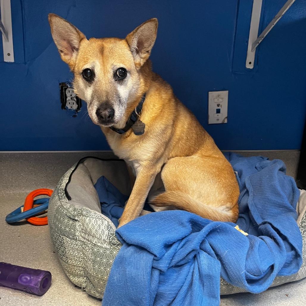 Jacey (I Have a Secret Crush!), a Adoptable mixed breed in Decatur, GA image 1/6
