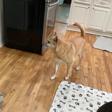 Jacey (I Have a Secret Crush!), a Adoptable mixed breed in Decatur, GA image 2/6