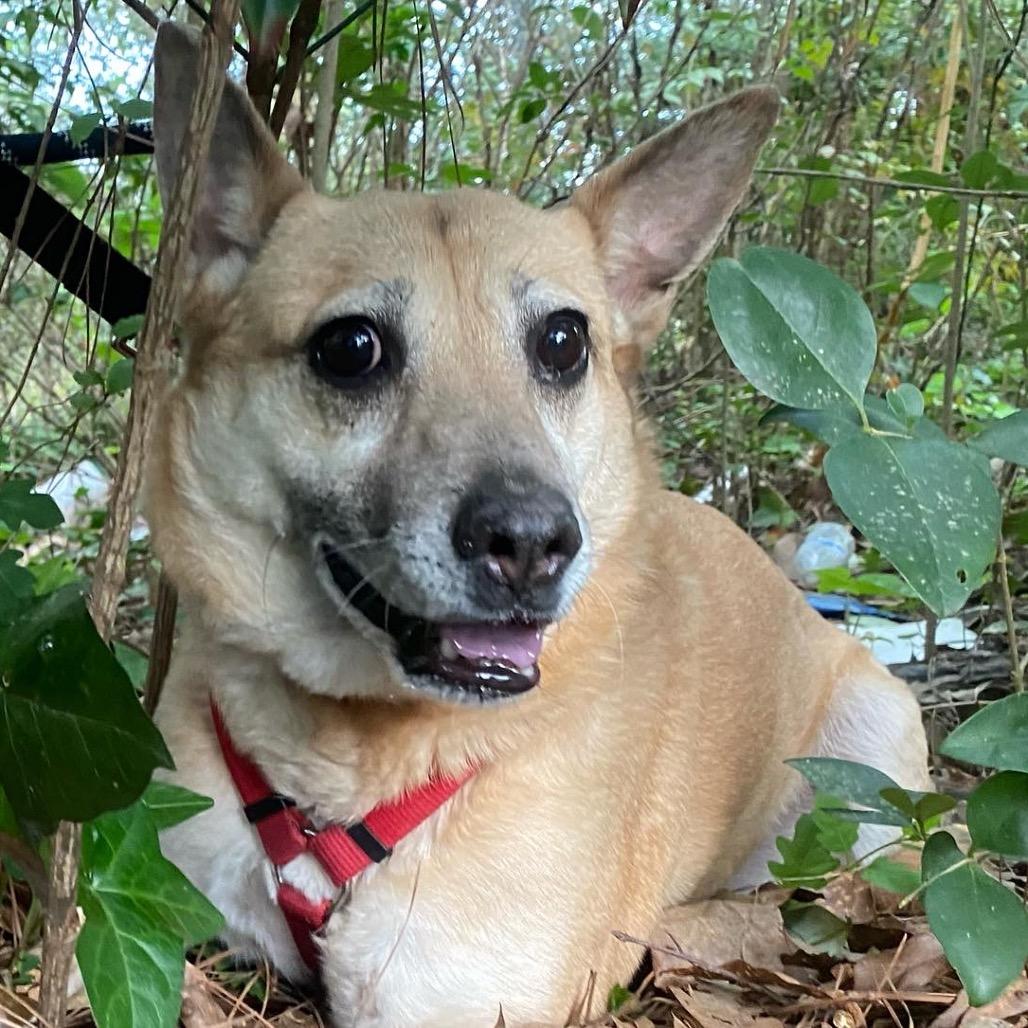 Jacey (I Have a Secret Crush!), a Adoptable mixed breed in Decatur, GA image 3/6