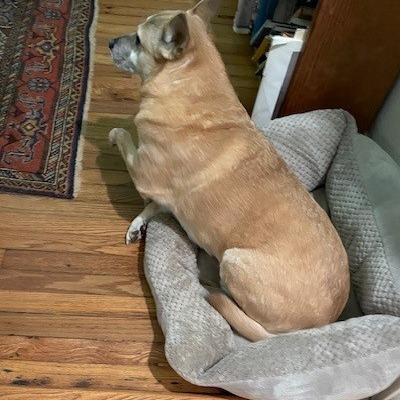 Jacey (I Have a Secret Crush!), a Adoptable mixed breed in Decatur, GA image 4/6