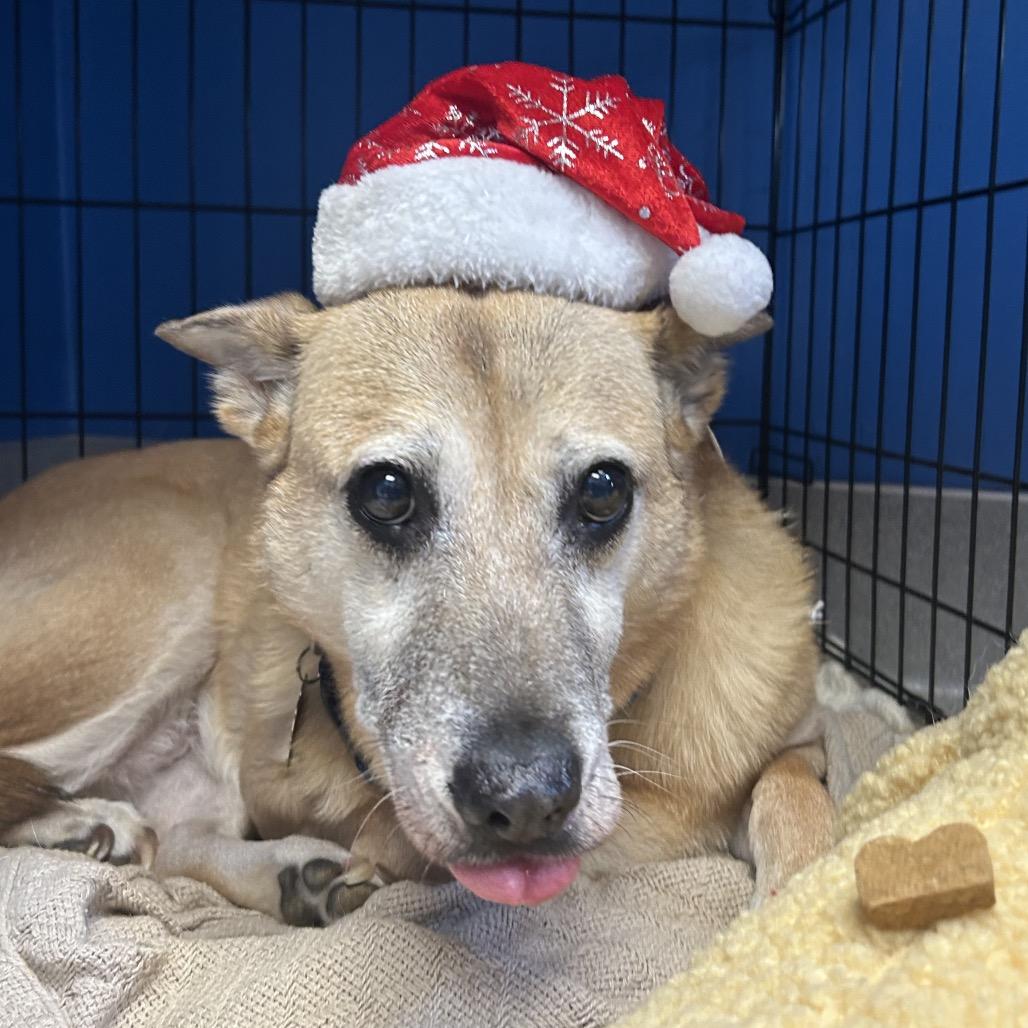 Jacey (I Have a Secret Crush!), a Adoptable mixed breed in Decatur, GA image 5/6