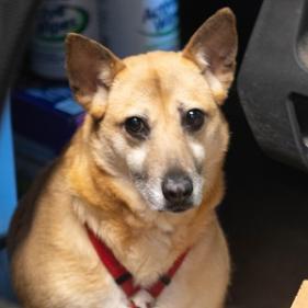 Jacey (I Have a Secret Crush!), a Adoptable mixed breed in Decatur, GA image 6/6