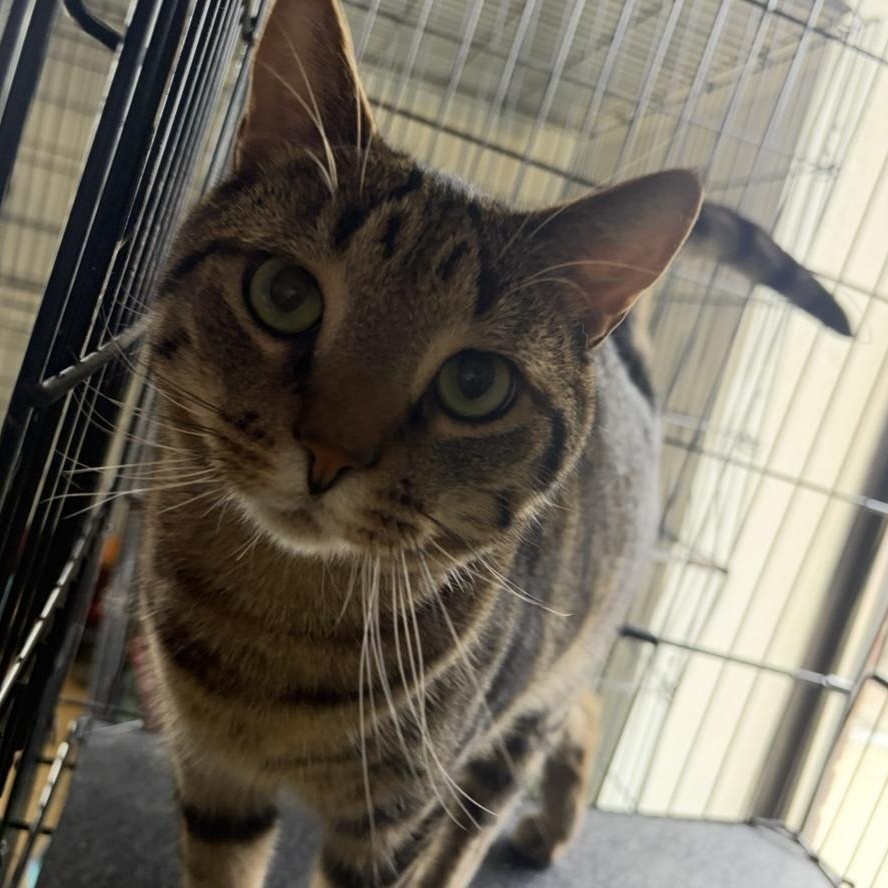 Enlarge Squirrel, a ADOPTABLE mixed breed in Lumberton, NC image 3/3