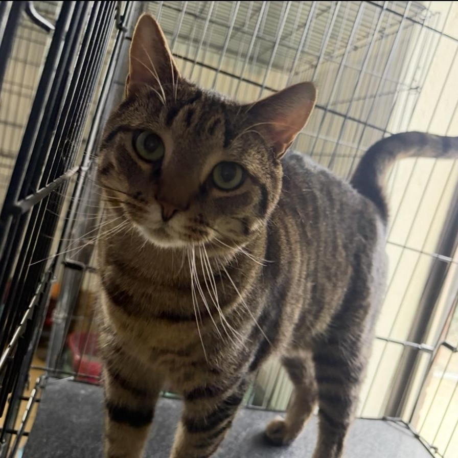 Enlarge Squirrel, a ADOPTABLE mixed breed in Lumberton, NC image 2/3