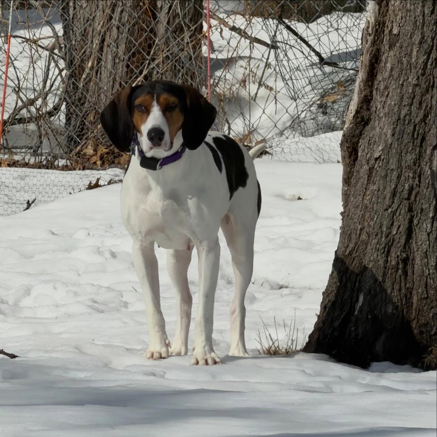 Enlarge Sadie, a Adoptable Mixed Breed in Hopkinton, MA image 3/5