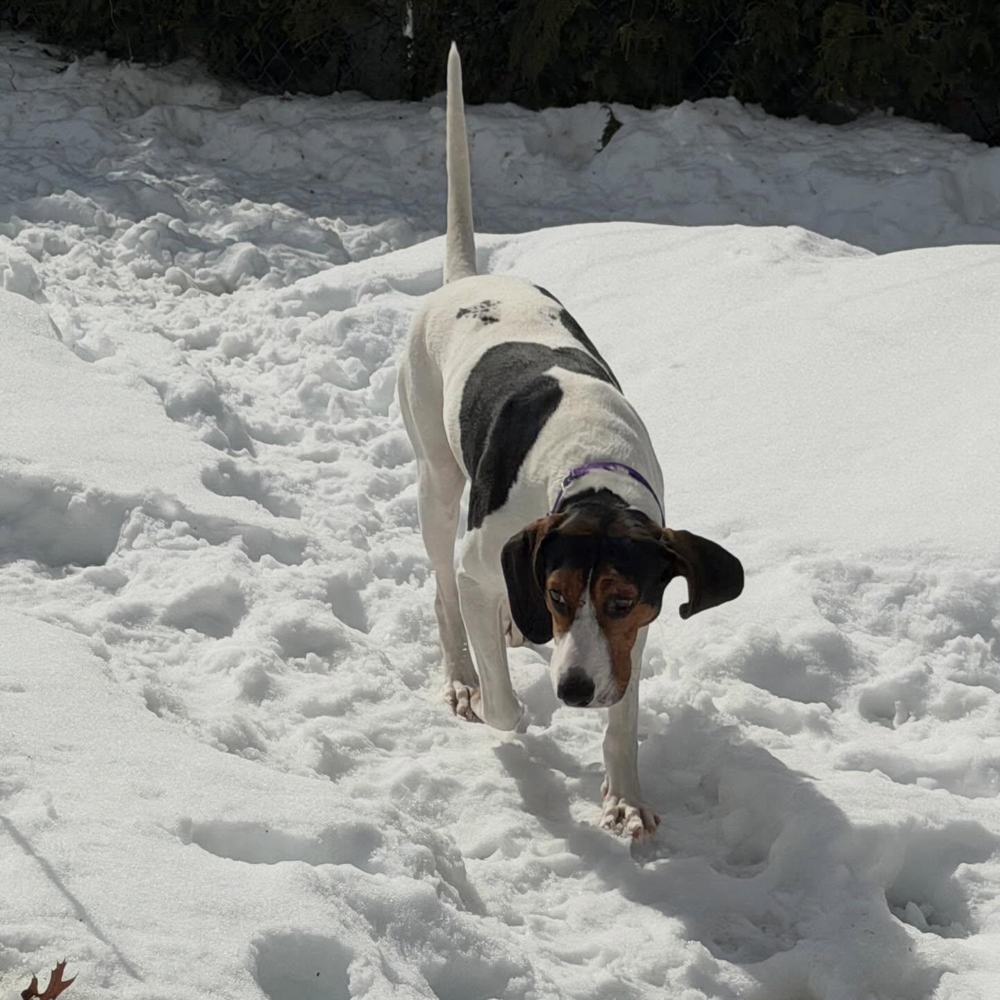 Enlarge Sadie, a Adoptable Mixed Breed in Hopkinton, MA image 5/5
