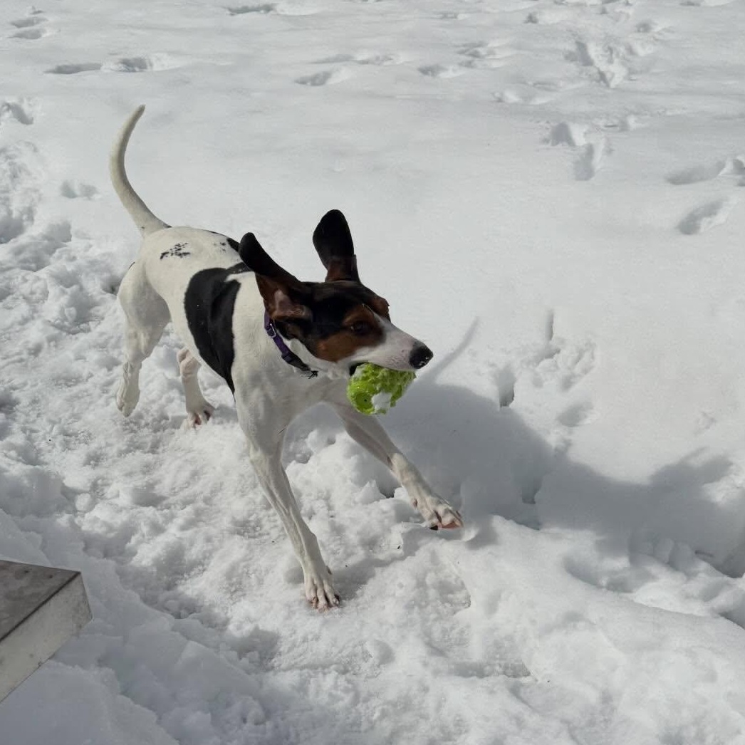 Enlarge Sadie, a Adoptable Mixed Breed in Hopkinton, MA image 4/5