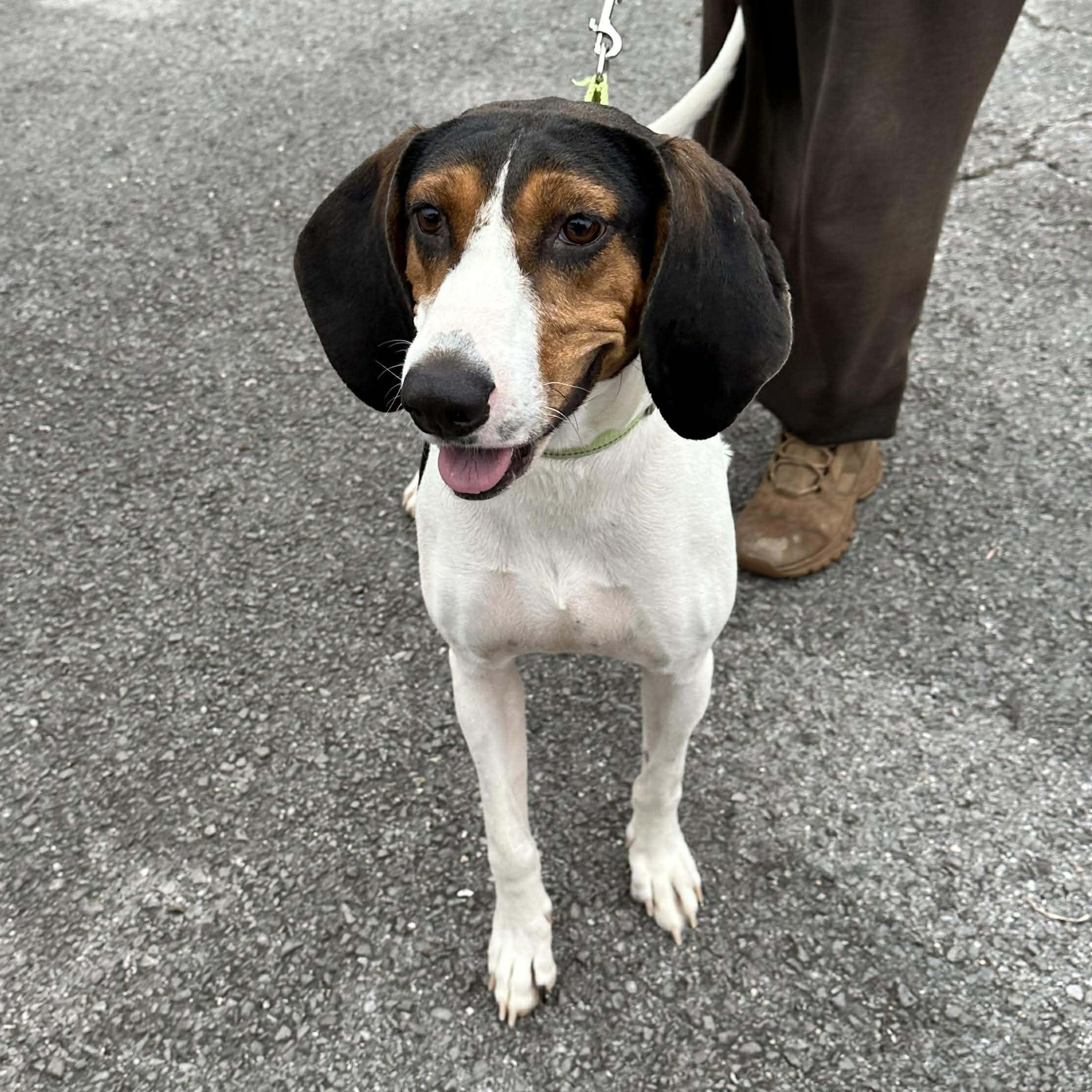 Enlarge Sadie, a Adoptable Mixed Breed in Hopkinton, MA image 2/5