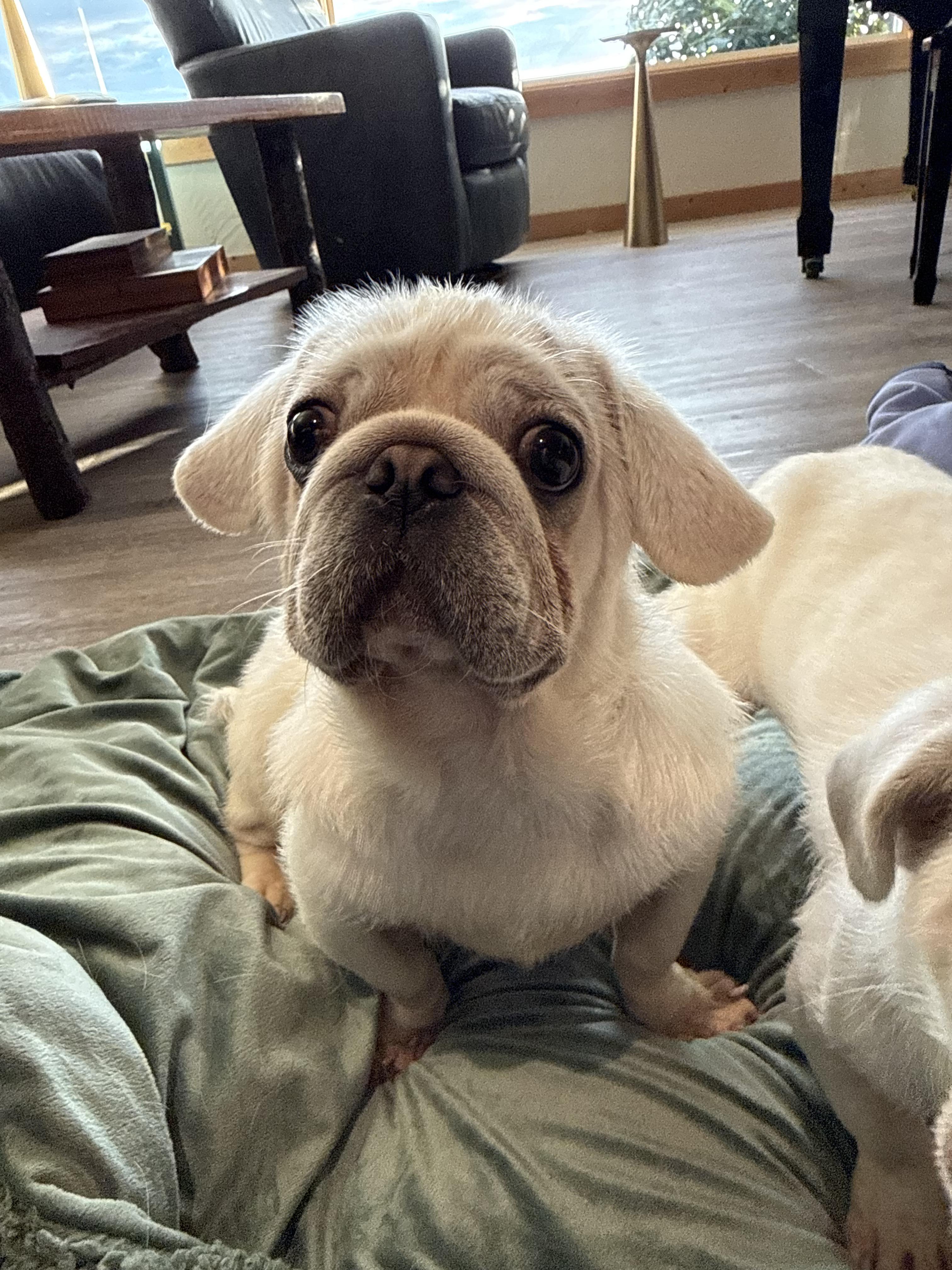 Ernie, adopted, Young Male Pug & Pekingese.