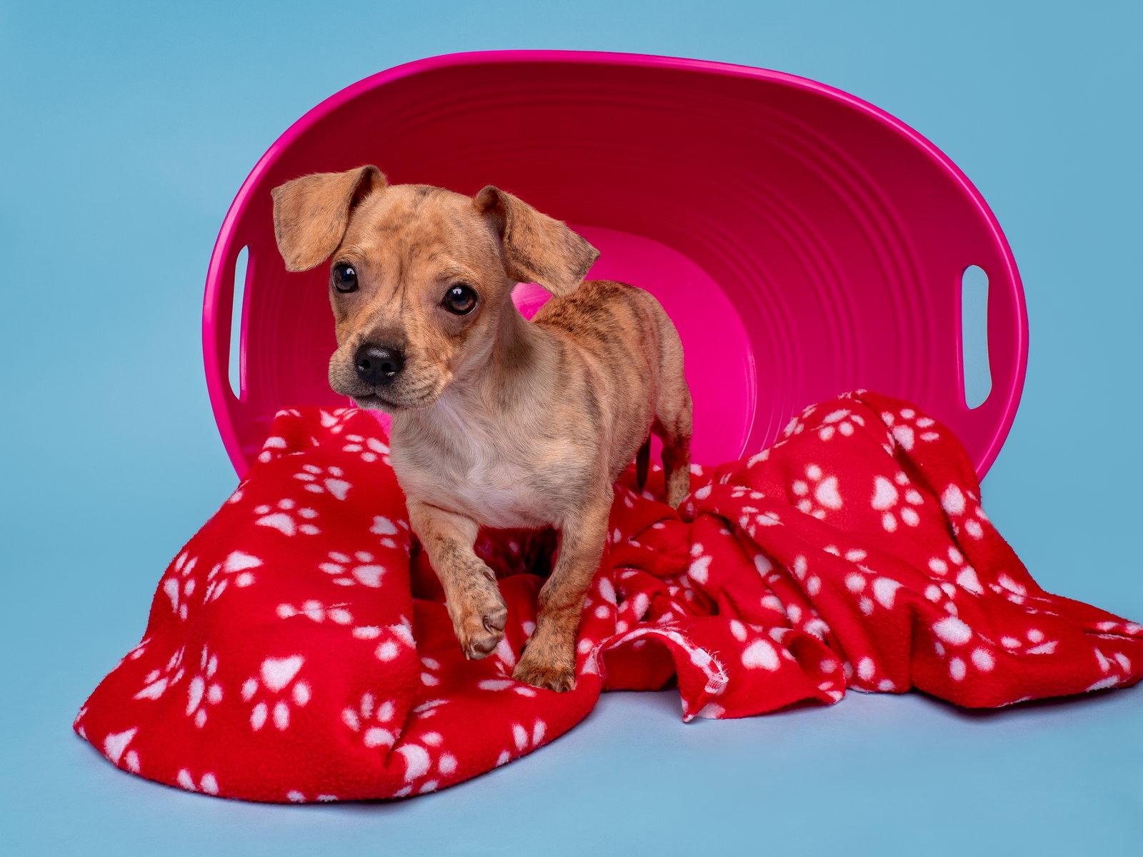 Grocery: Publix, Adoptable, Puppy Male Dachshund.