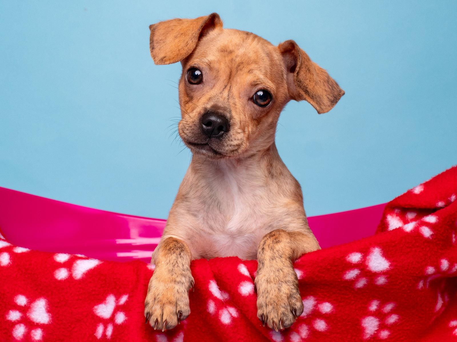 Grocery: Publix, a Adoptable Dachshund in Palo Alto, CA image 2/3