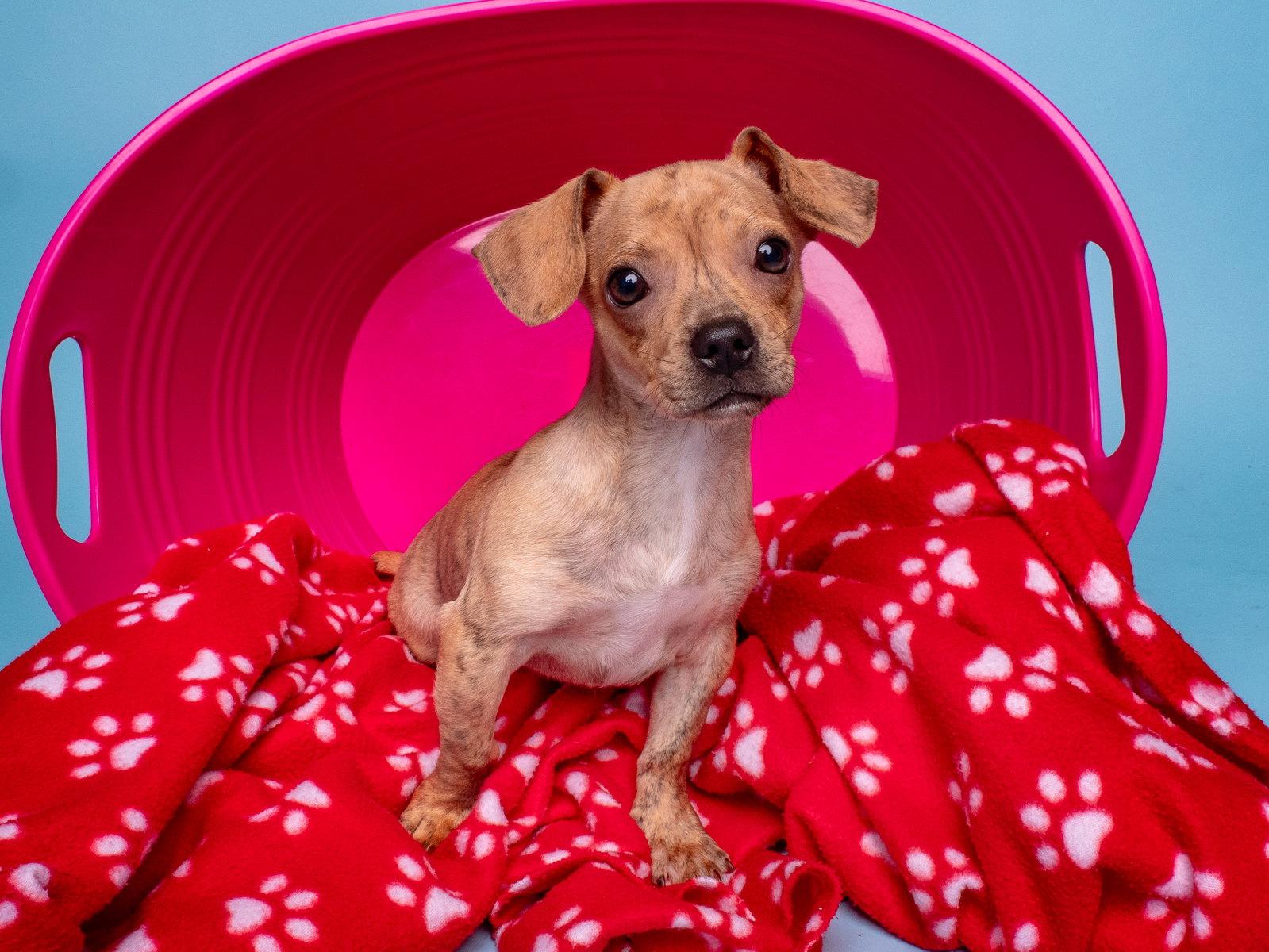 Grocery: Publix, a Adoptable Dachshund in Palo Alto, CA image 3/3