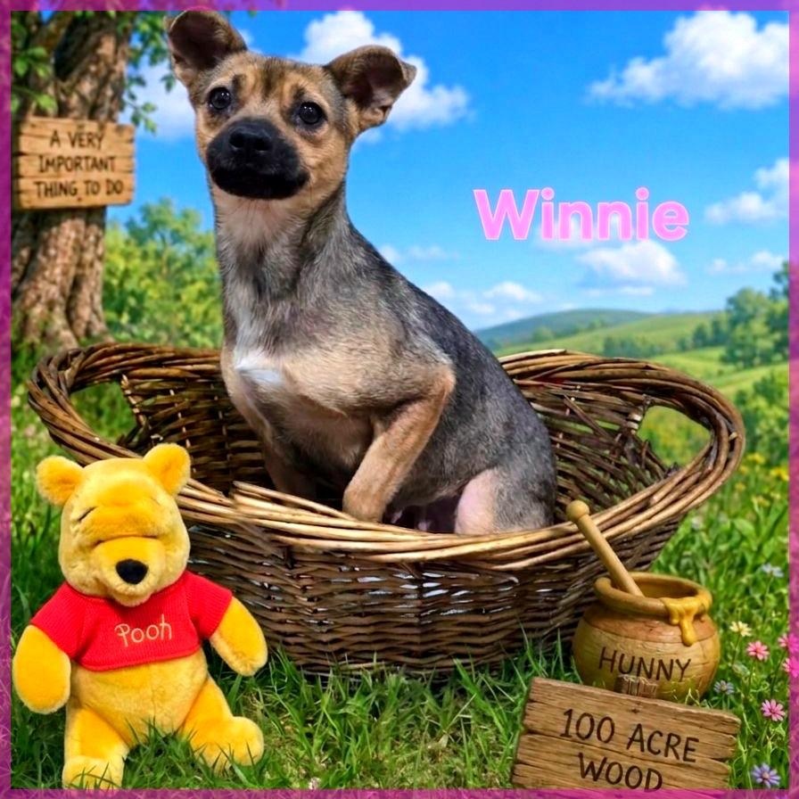 Enlarge Winnie, a ADOPTABLE mixed breed in Joliet, IL image 1/1