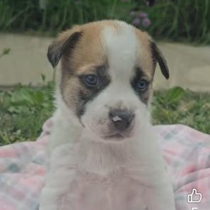 Enlarge Cadbury, an adopted mixed breed in Riverside, IA image 1/1