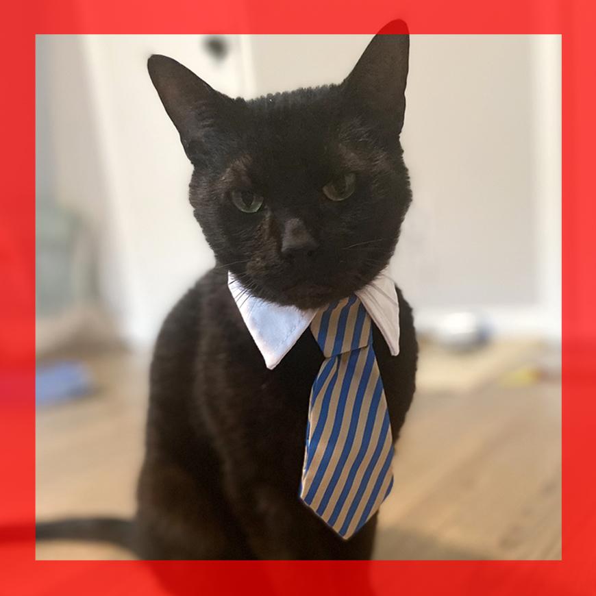 Winslow, adopted, Adult Male Domestic Short Hair.