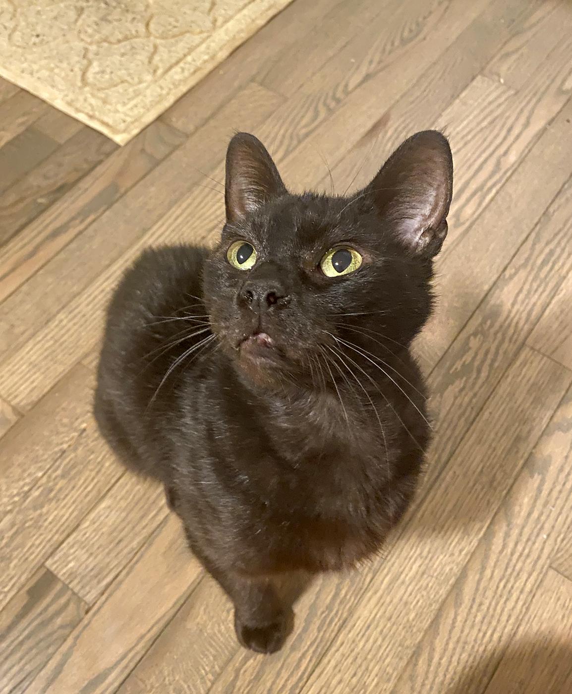 Winslow, an adopted Domestic Short Hair in Durham, NC image 4/6