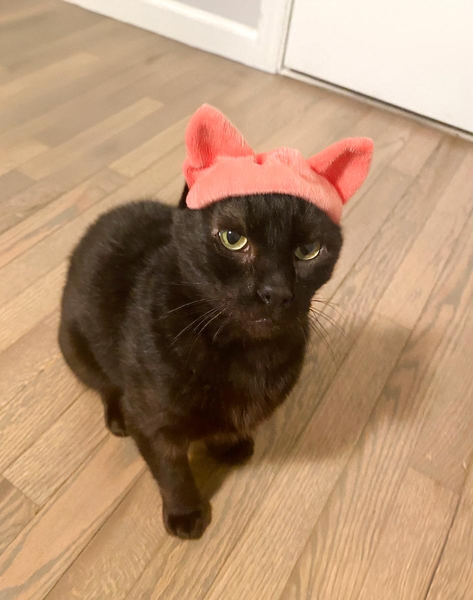 Winslow, an adopted Domestic Short Hair in Durham, NC image 3/6