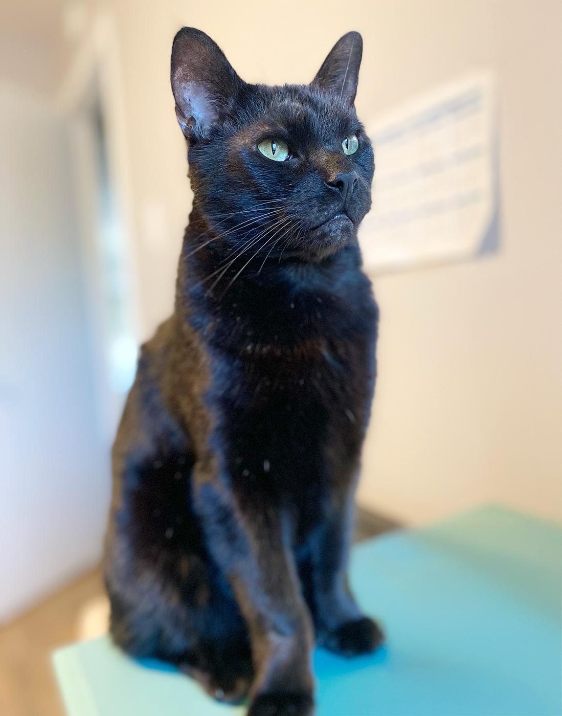 Winslow, an adopted Domestic Short Hair in Durham, NC image 5/6