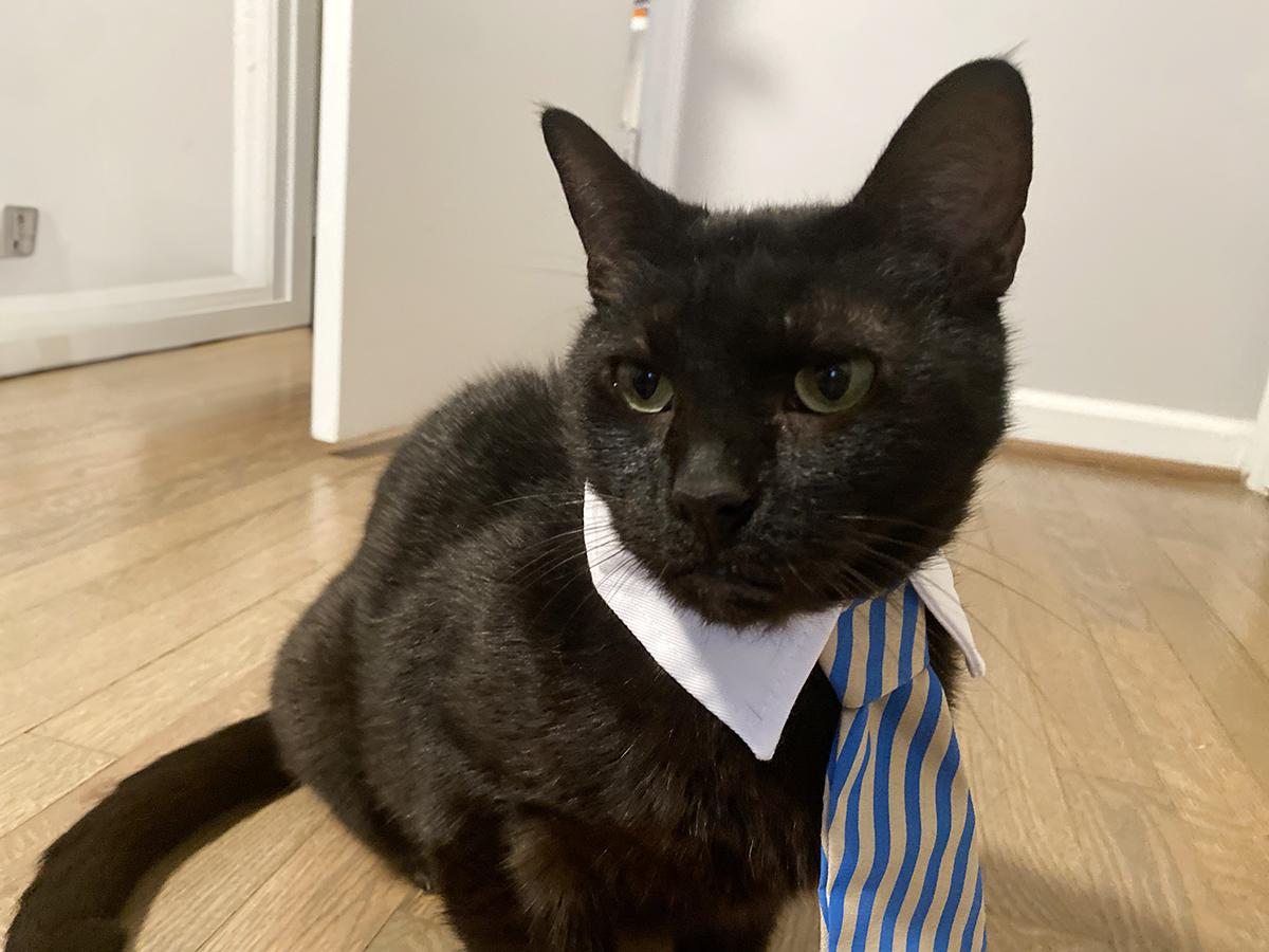Winslow, an adopted Domestic Short Hair in Durham, NC image 6/6