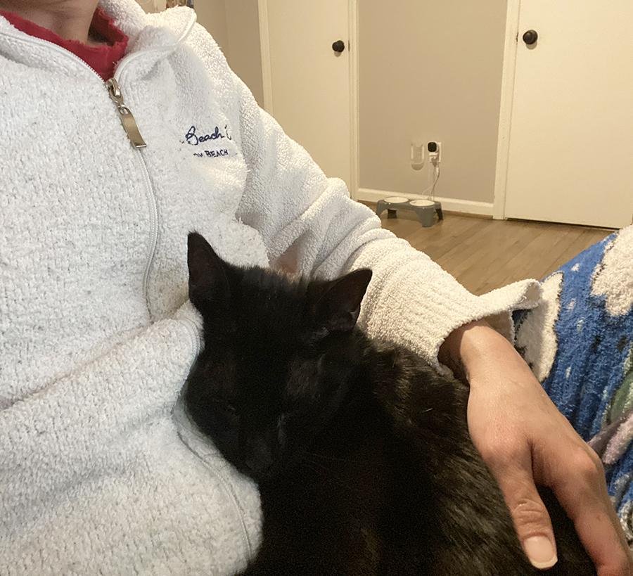 Winslow, an adopted Domestic Short Hair in Durham, NC image 2/6