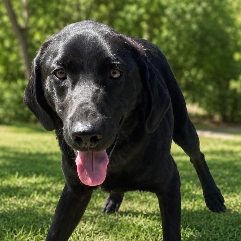 Onyx, a ADOPTABLE mixed breed in Jay, NY image 1/5