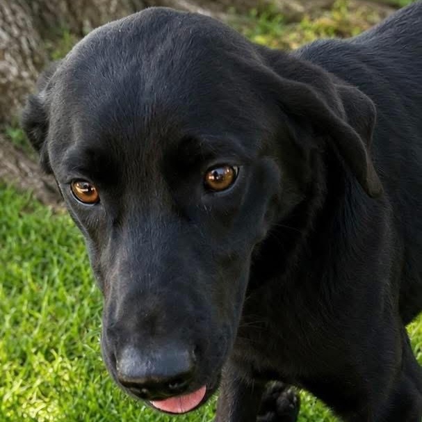 Onyx, a ADOPTABLE mixed breed in Jay, NY image 5/5