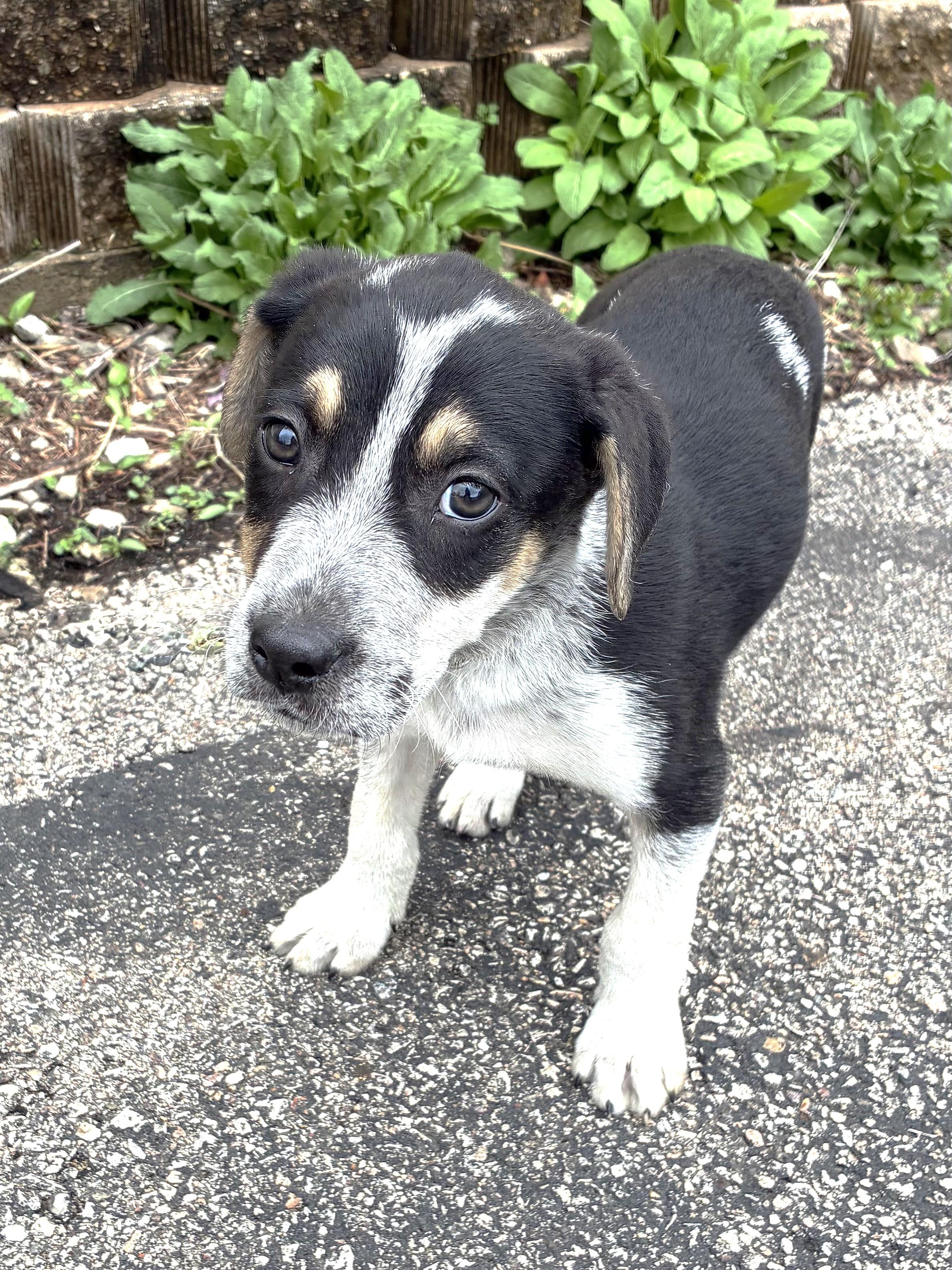 Enlarge Ping Pong, a Adoptable mixed breed in West Chicago, IL image 2/3