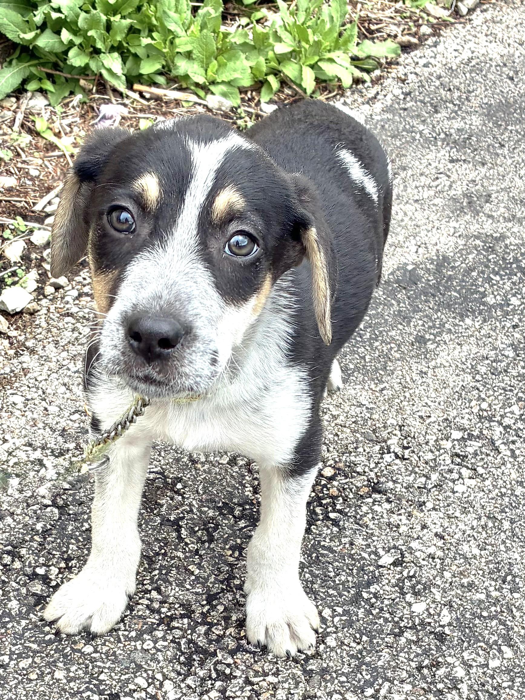 Enlarge Ping Pong, a Adoptable mixed breed in West Chicago, IL image 3/3