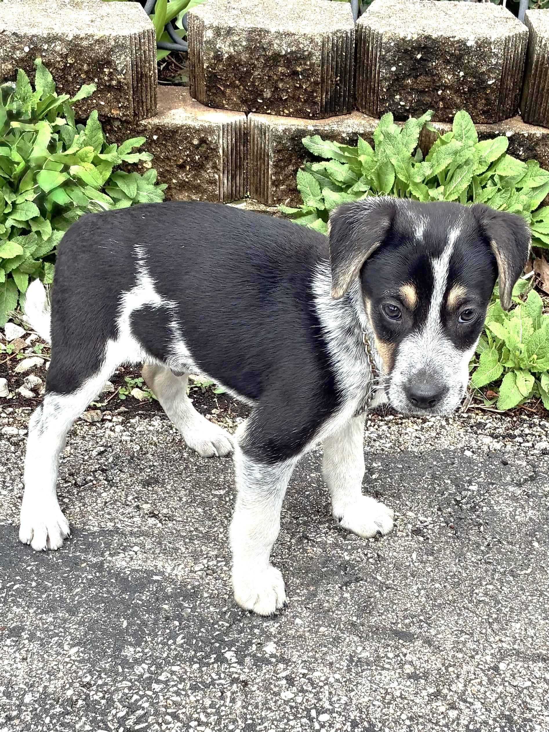 Enlarge Ping Pong, a Adoptable mixed breed in West Chicago, IL image 1/3