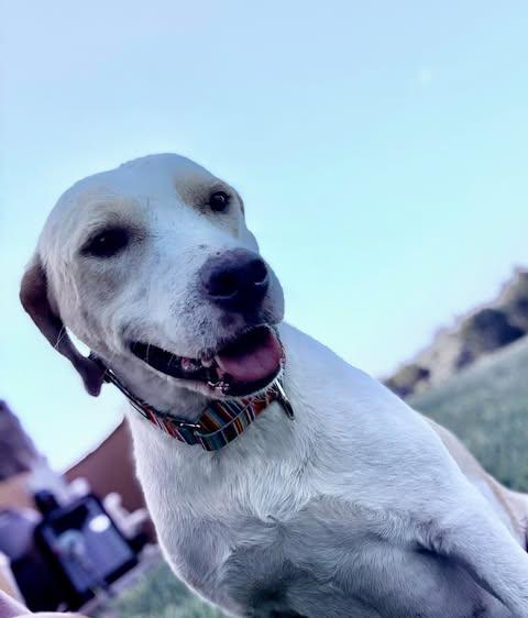 Enlarge Phoenix, a Adopted Labrador Retriever in Vernon, CT image 5/6
