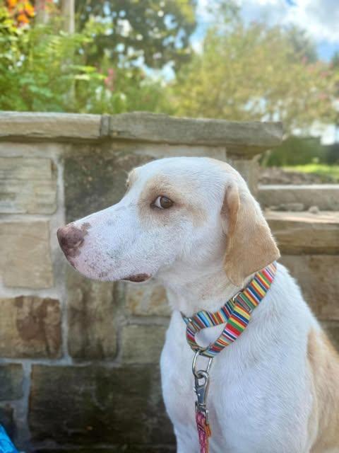 Enlarge Phoenix, a Adopted Labrador Retriever in Vernon, CT image 2/6