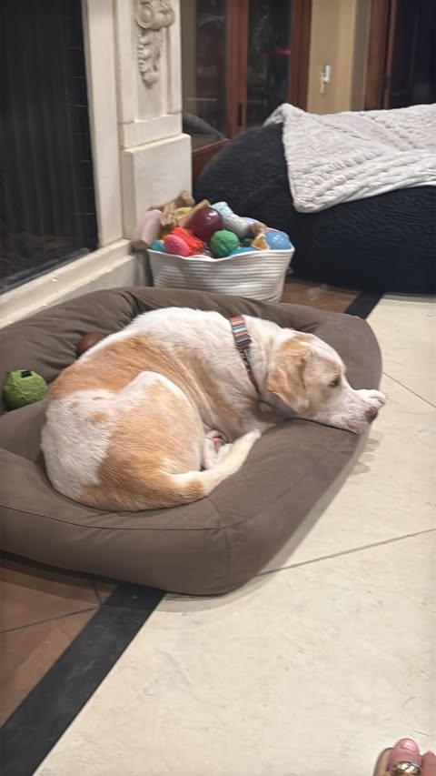 Enlarge Phoenix, a Adopted Labrador Retriever in Vernon, CT image 4/6