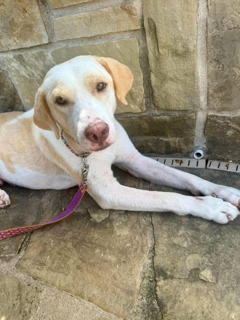 Enlarge Phoenix, a Adopted Labrador Retriever in Vernon, CT image 3/6