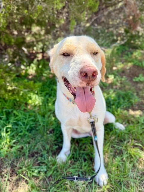 Phoenix, Adopted, Young Male Labrador Retriever.