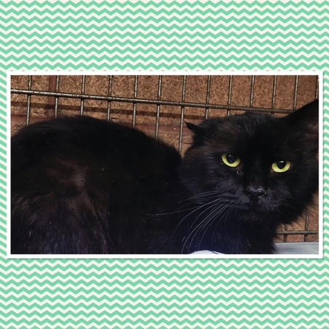 Enlarge FLUFFY, a Adoptable Domestic Long Hair in Buckhannon, WV image 1/1