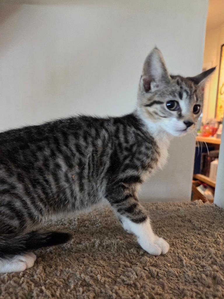 Gabrielle, Adoptable, Young Female Domestic Short Hair.