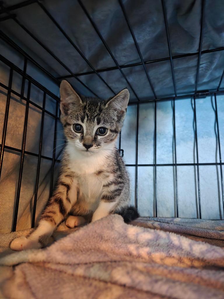 Enlarge Gabrielle, a Adoptable mixed breed in Parkville, MD image 2/6