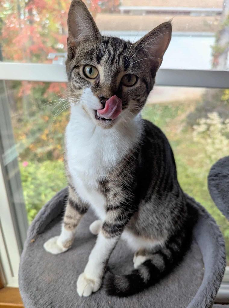 Enlarge Gabrielle, a Adopted mixed breed in Parkville, MD image 1/6