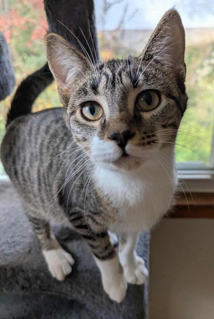 Enlarge Gabrielle, a Adopted mixed breed in Parkville, MD image 2/6