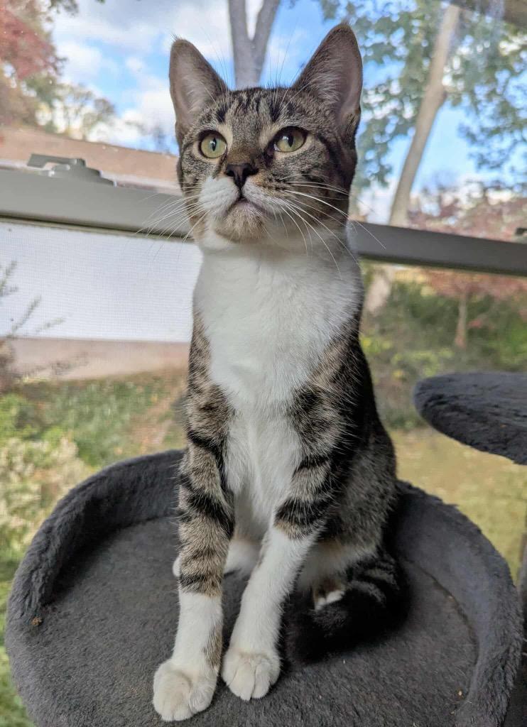 Enlarge Gabrielle, a Adopted mixed breed in Parkville, MD image 3/6