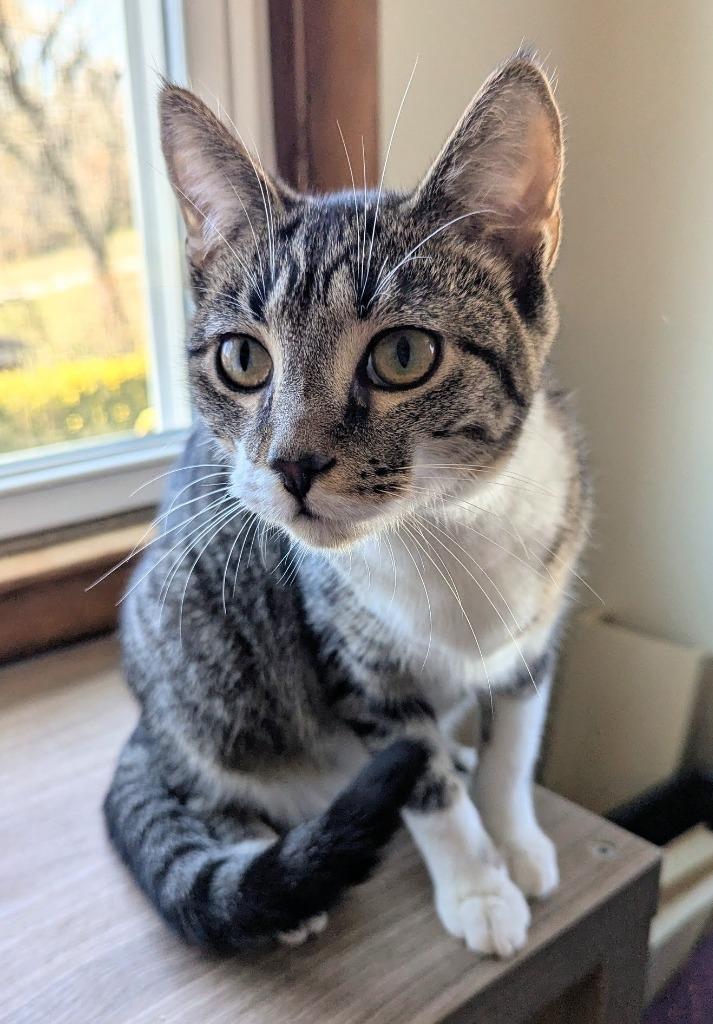 Enlarge Gabrielle, a Adoptable mixed breed in Parkville, MD image 4/6